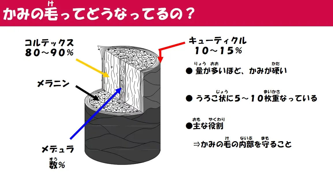 髪の毛の構造